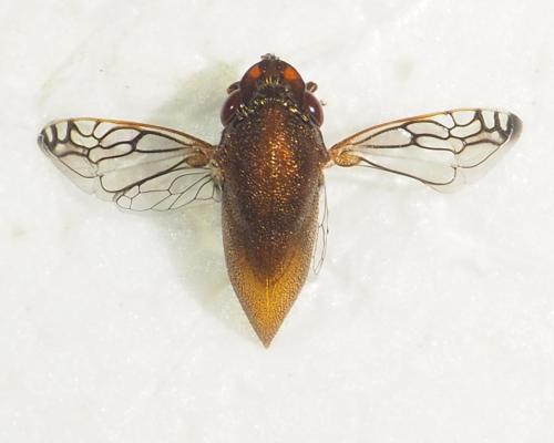 Neotynelia sp.